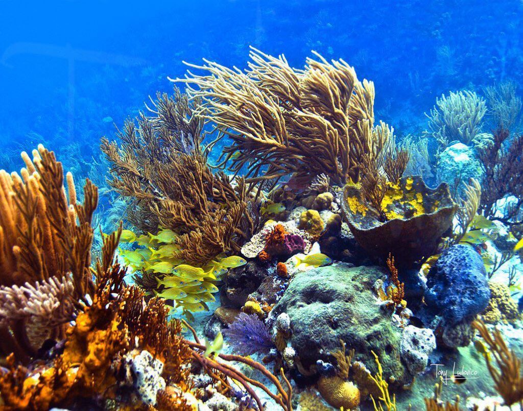 The Spectacular Bahamian Coral Reefs