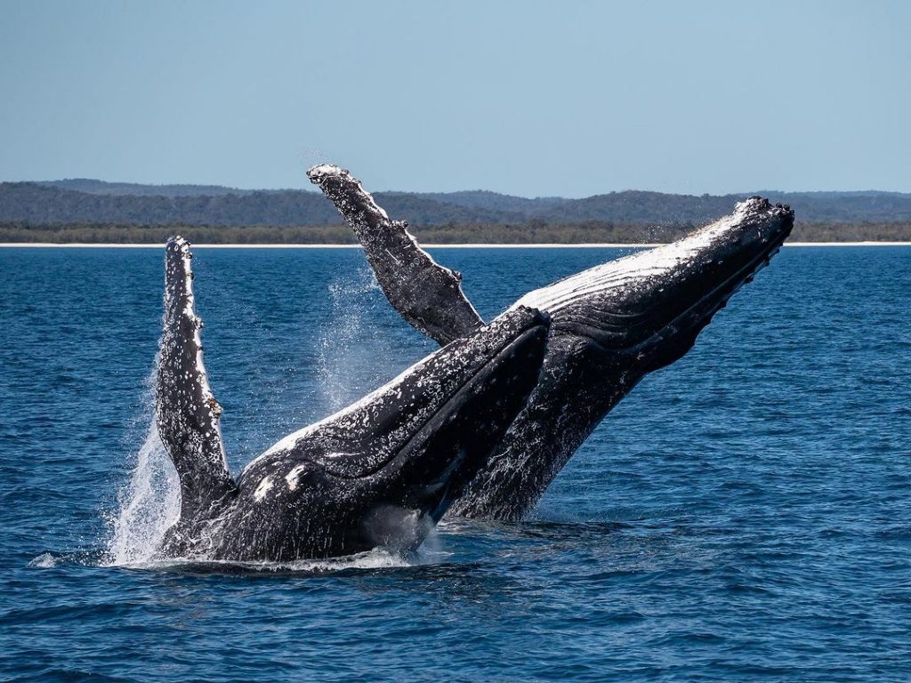 Unveiling the Whale Watching Season in Hervey Bay