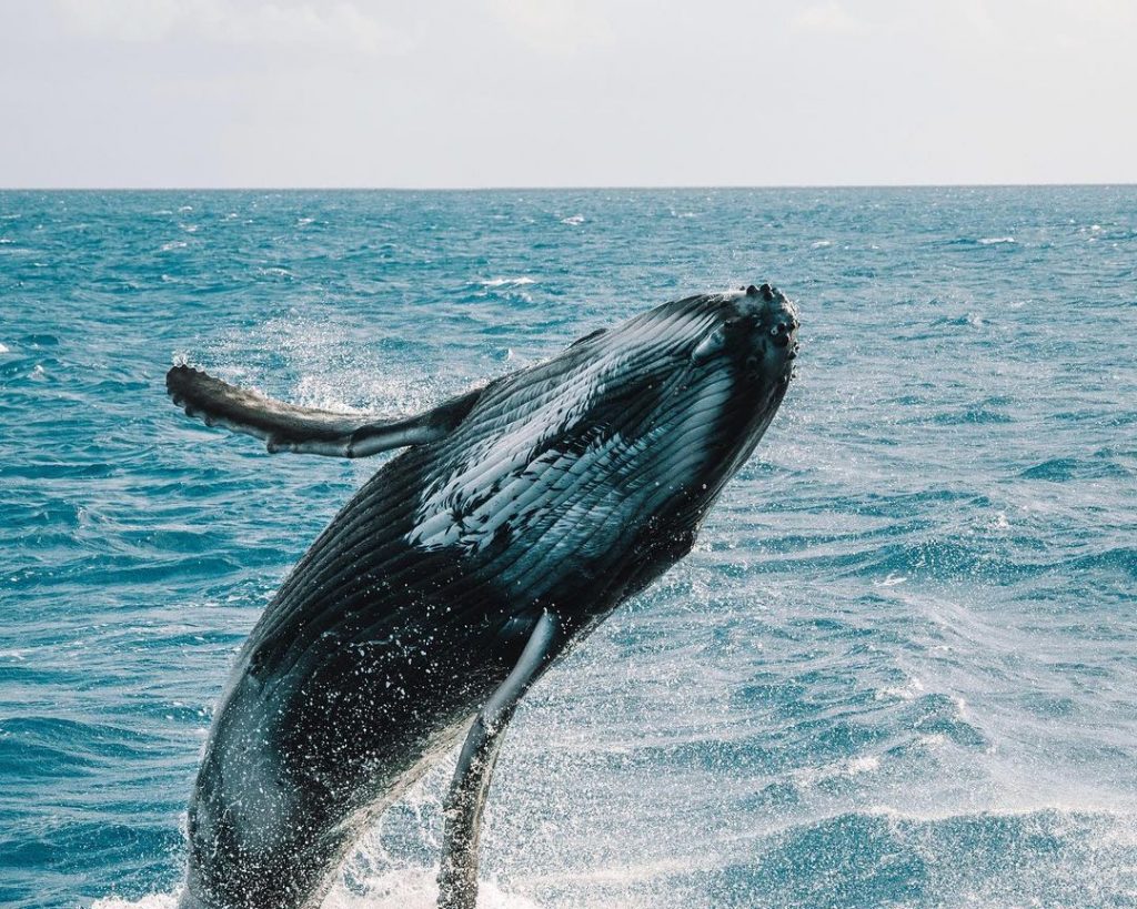 Embarking on a Whale-Watching Expedition: What to Expect