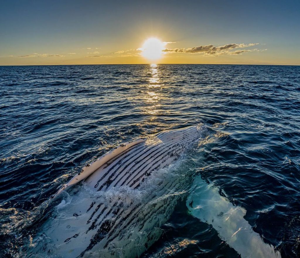 Safety First: Your Well-being on Whale-Watching Tours