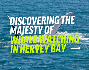 Discovering the Majesty of Whale Watching in Hervey Bay